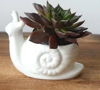 Little Snail - Novelty Ceramic Planter Pot